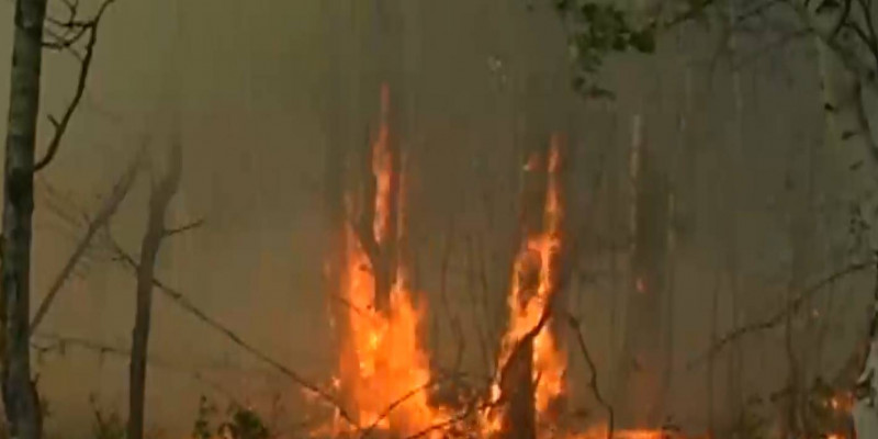 1 млрд тенге выделят Министерству экологии на предотвращение лесных пожаров