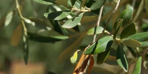Специалисты из Туниса научат казахстанских фермеров выращивать оливковые деревья