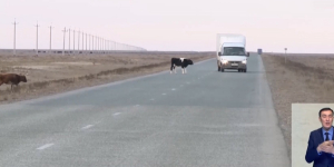 В Атырауской области 5 человек погибли в ДТП с участием скота