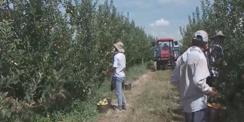 Рекордного урожая ждать не стоит - аграрии Туркестанской области