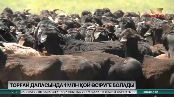 Торғай даласында 1 млн қой өсіруге болады