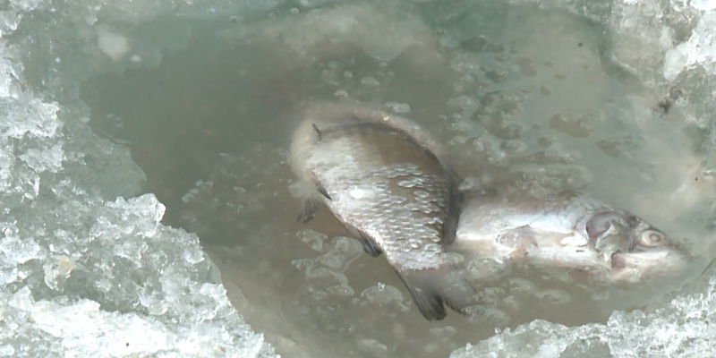 Результаты расследования по гибели рыбы озвучили в Атырау