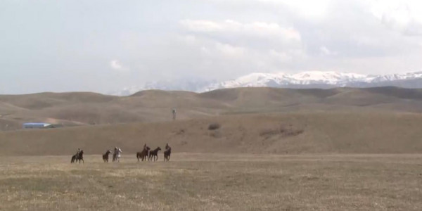 &laquo;Менің үлкен қазақы отбасым&raquo; атты фильмге &laquo;Номад&raquo; каскадерлары түсіп жатыр