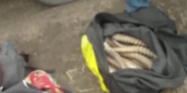 Больше 170 рогов сайги обнаружили у жителя ЗКО