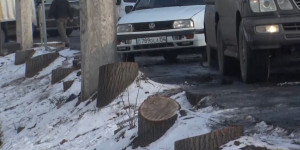 К.Токаев поручил разобраться с незаконной вырубкой деревьев в Алматы