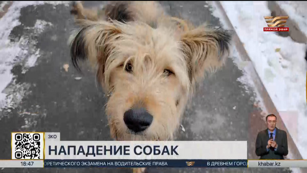 Почти 2 тыс. человек пострадали от укусов бродячих собак в ЗКО