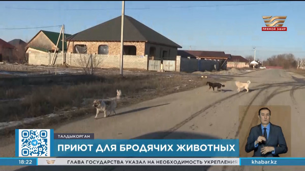 Проблему с бродячими животными решат в области Жетысу