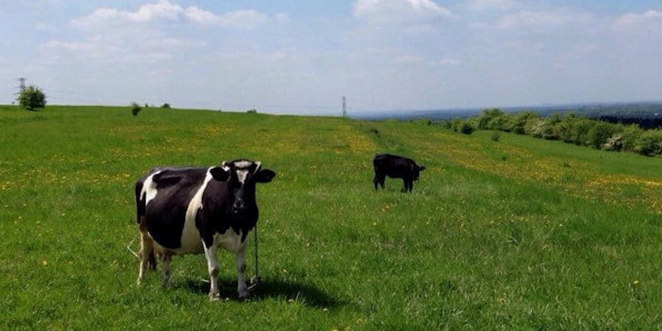 Жители села в СКО страдают от дефицита пастбищ