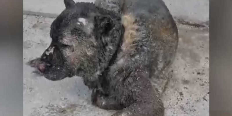 В Астане спасли собаку в ходе пожара