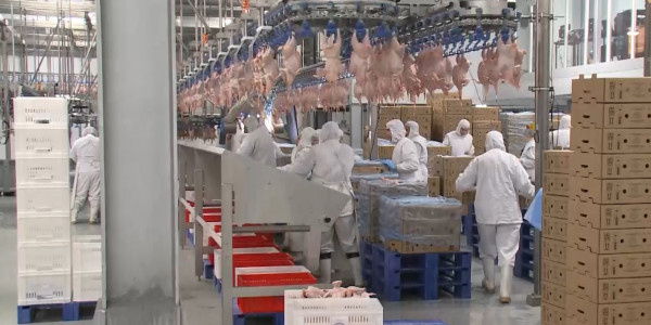 Құс өндірушілер қолдауға зәру