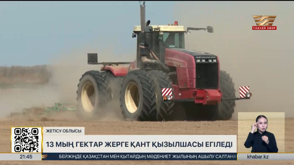 Жетісу облысында 13 мың гектар жерге қант қызылшасы егіледі