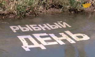 &laquo;Бюро расследований&raquo;. Рыбный день