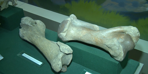 Петропавл мұражайына мамонттың сүйегі тапсырылды