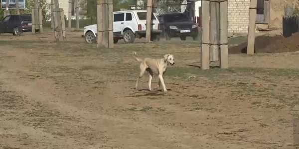 Бродячие собаки нападают на людей и скот в ЗКО
