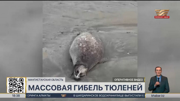 Более сотни мертвых тюленей нашли на побережье Каспия