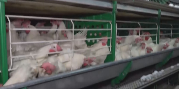 Вспышку птичьего гриппа в СКО подтвердили