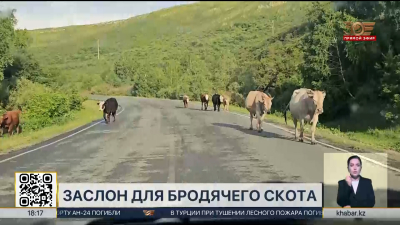 На востоке Казахстана устанавливают заграждение для бродячего скота