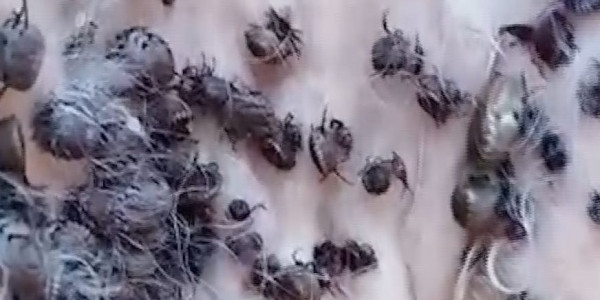 БҚО-да кене қаптап кетті