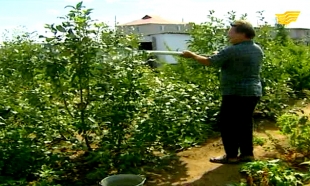 &laquo;Экономкласс&raquo;: семейные сады&laquo;под ключ&raquo;, советы начинающим фермерам, мобильное приложение для экономии времени и денег.