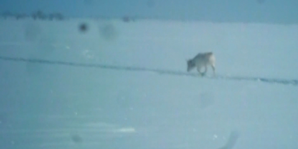 В ЗКО усилены меры по охране сайгаков