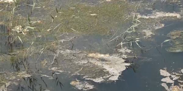 Канал Ерик превратился в экологическую проблему в Атырау