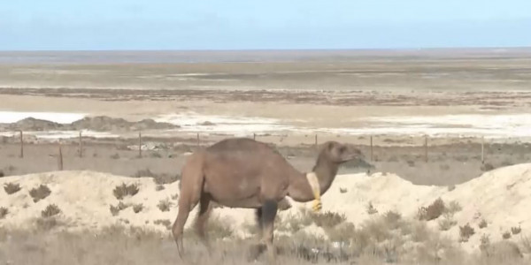 Маңғыстау облысында жол бойында қараусыз жүрген 200-дей мал арнайы тұраққа қамалды