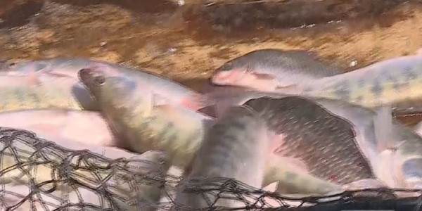 Үкімет отырысы: балық импорты азаяды