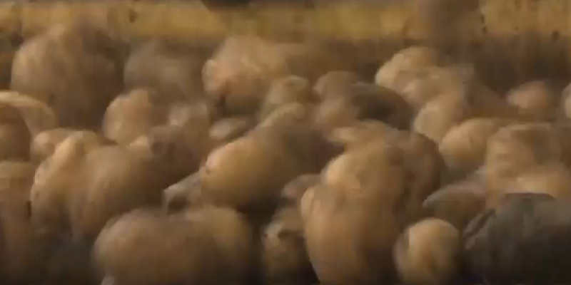 Высоким спросом пользуется в регионах страны павлодарский картофель