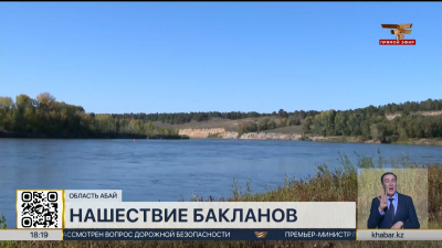 Бакланы истребляют рыбу в области Абай