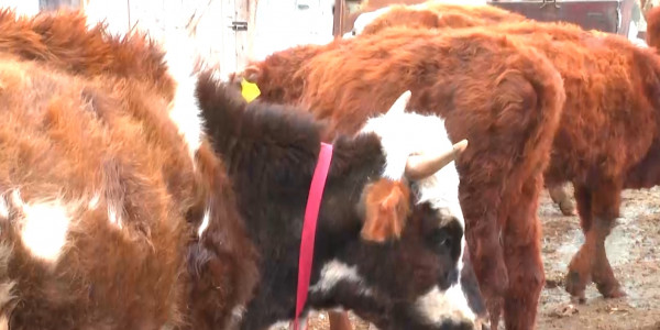 Тайтөбеліктер жайылымдық жерге жарымай отыр