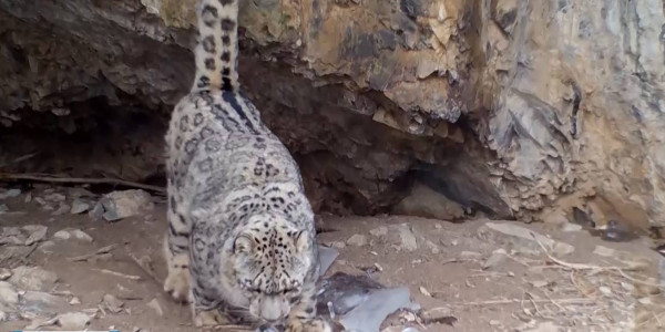 Информацию о снижении численности снежных барсов опровергли в минэкологии