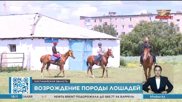 Костанайскую породу лошадей возрождают на местном конном заводе