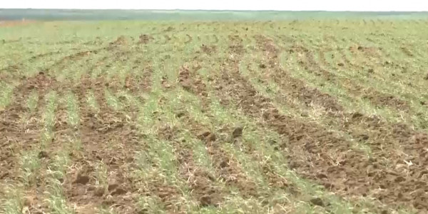 Богатый урожай пшеницы прогнозируют аграрии южных районов Костанайской области