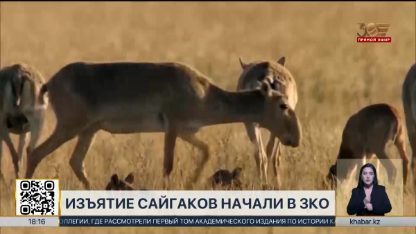 К регулированию численности сайгаков приступили в ЗКО