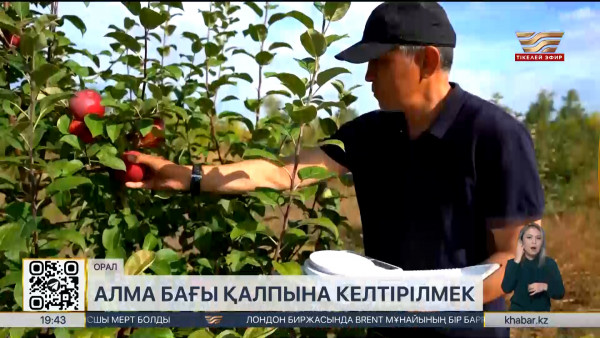 Оралда Исаев атындағы үлкен бақ қалпына келтіріле бастады