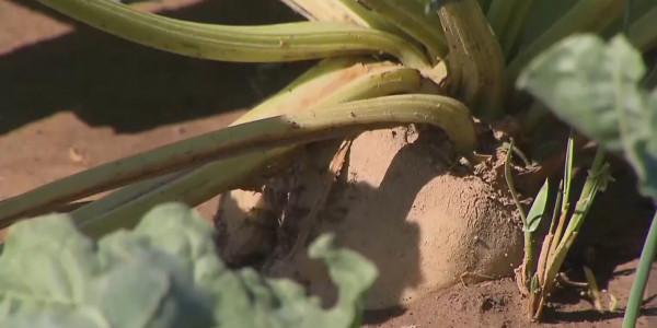 Как производить больше сахара в Казахстане?