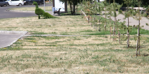 Провальное озеленение: общественники Усть-Каменогорска обеспокоены состоянием города