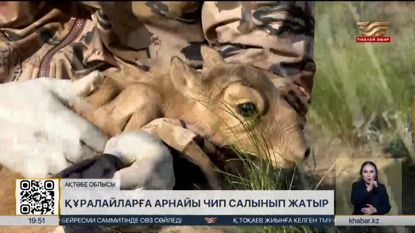 Ақтөбе облысында құралайларға арнайы чип салынып жатыр