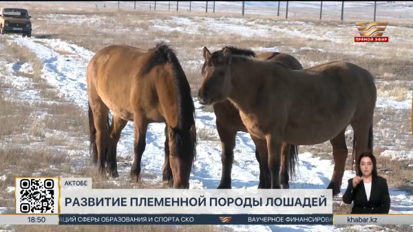 Вопросы развития племенных пород лошадей обсудили в Актобе