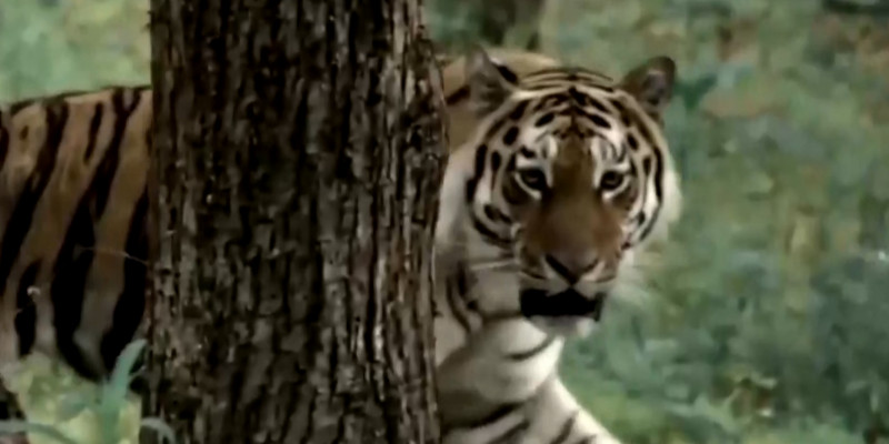 Популяцию туранского тигра возродят в Южном Прибалхашье