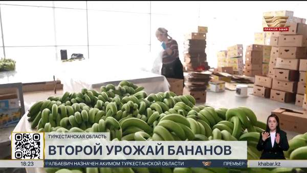 Второй урожай бананов за зиму собирают фермеры Туркестанской области