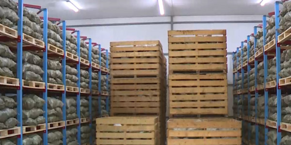 Руководителя корпорации &laquo;Байконыр&raquo; уволили за сгнившие 126 тонн овощей