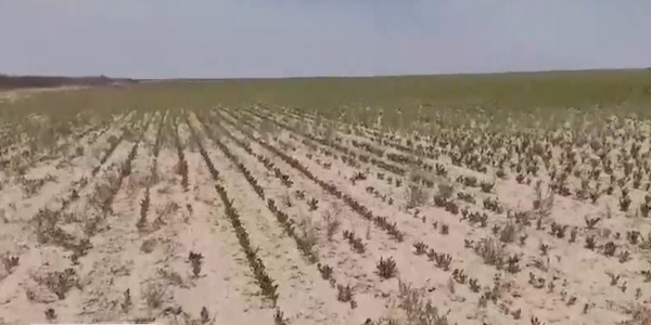 Жамбыл облысында егіс алқаптары қурап жатыр