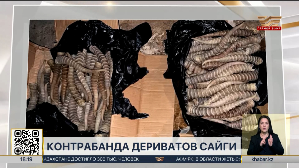 Рога сайги на 180 млн теңге пытались вывезти из Казахстана в Китай   