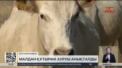 Қостанай облысында малдан құтырма ауруы анықталды