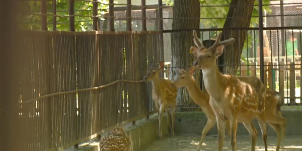 Алматинский зоопарк объявил конкурс на лучшее имя для пятнистого олененка