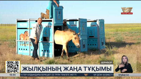 Пржевальский жылқысын қайта жерсіндіру жұмыстары басталды