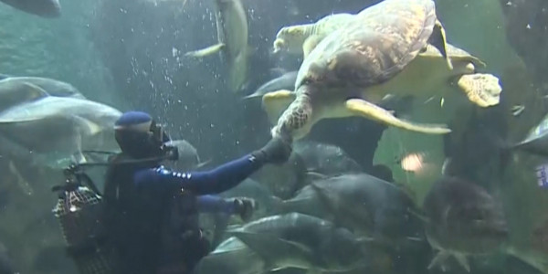 Немалые убытки понесли владельцы частных зверинцев в режим ЧП