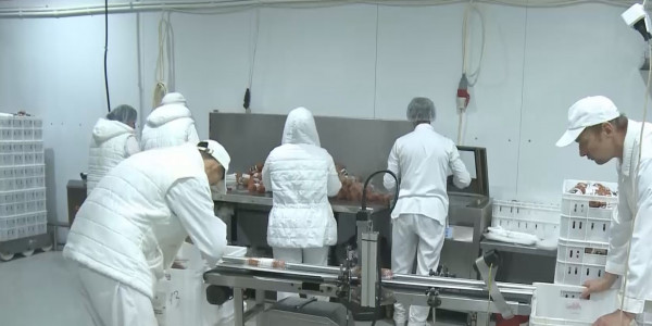 Қостанайлық шаруалар асылтұқымды мал басын көбейтуге ниетті