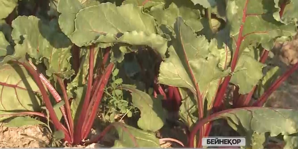 Атырауда қант қызылшасын өңдейтін зауыт салынуы мүмкін